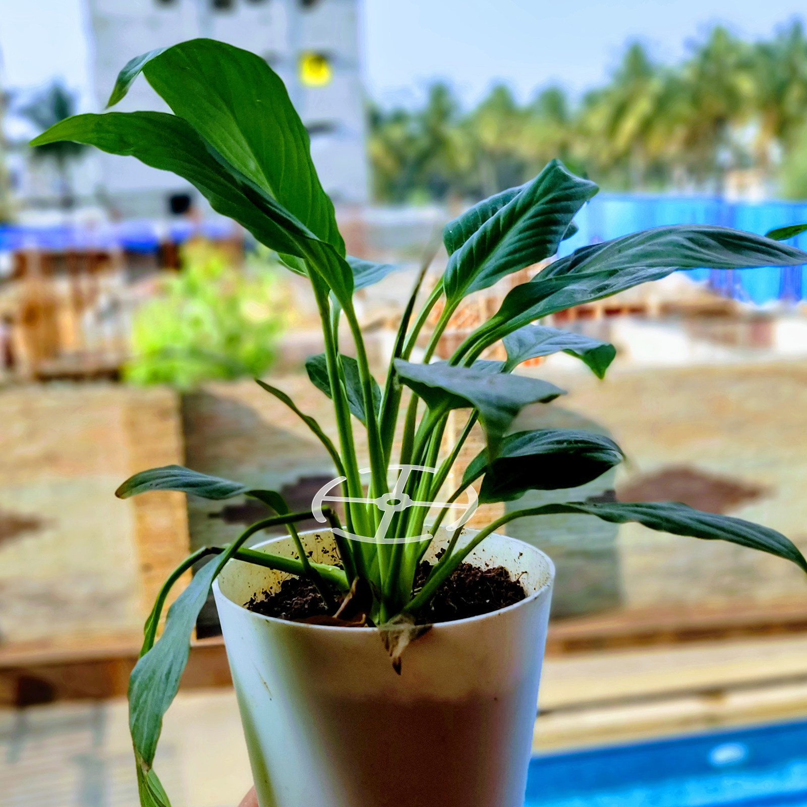 Bonsai Vertical Garden - 4Pcs Plant Climbing Stem Support Acrylic