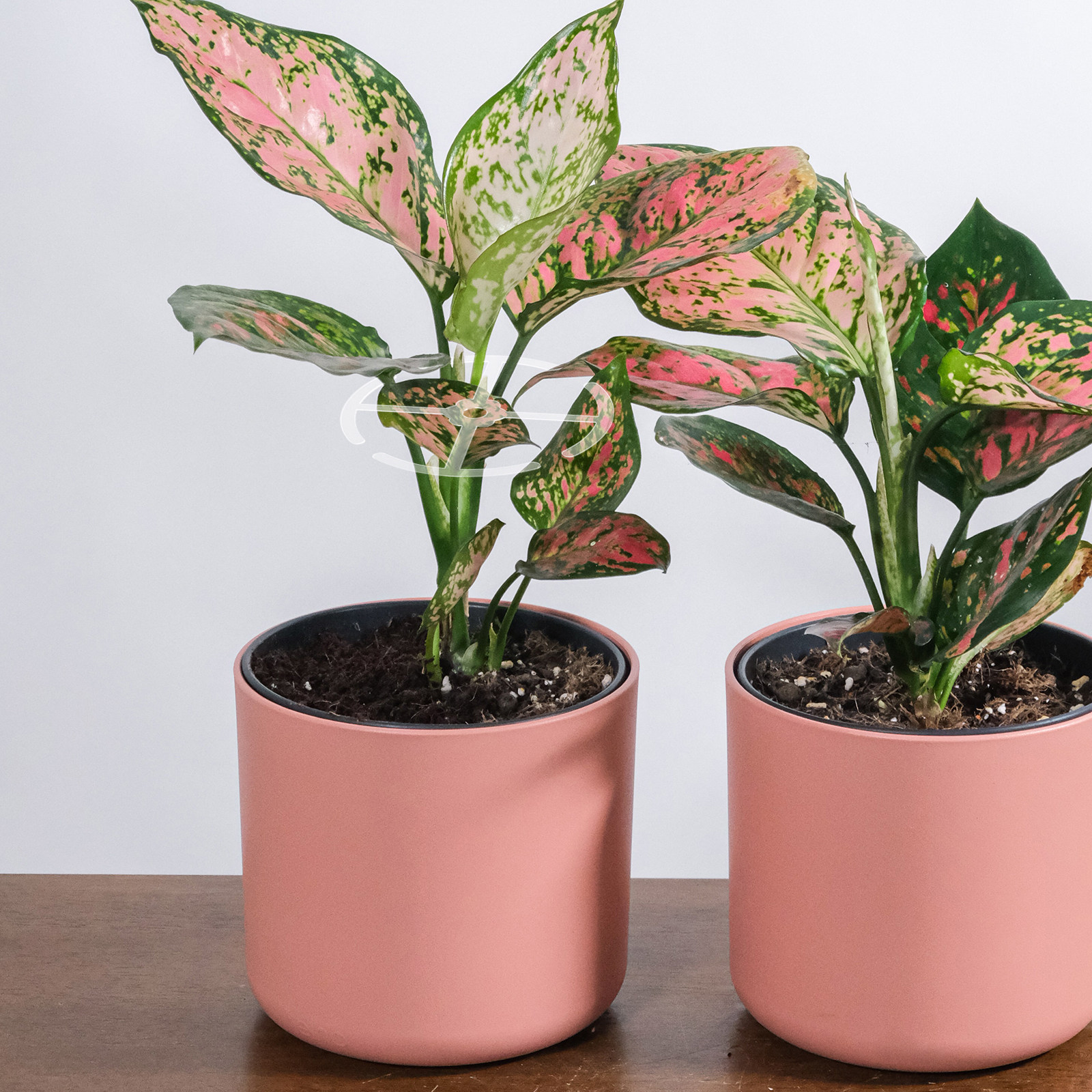 4Pcs Plant Climbing Stem Suppo - Bonsai Vertical Garden avaliação e preço