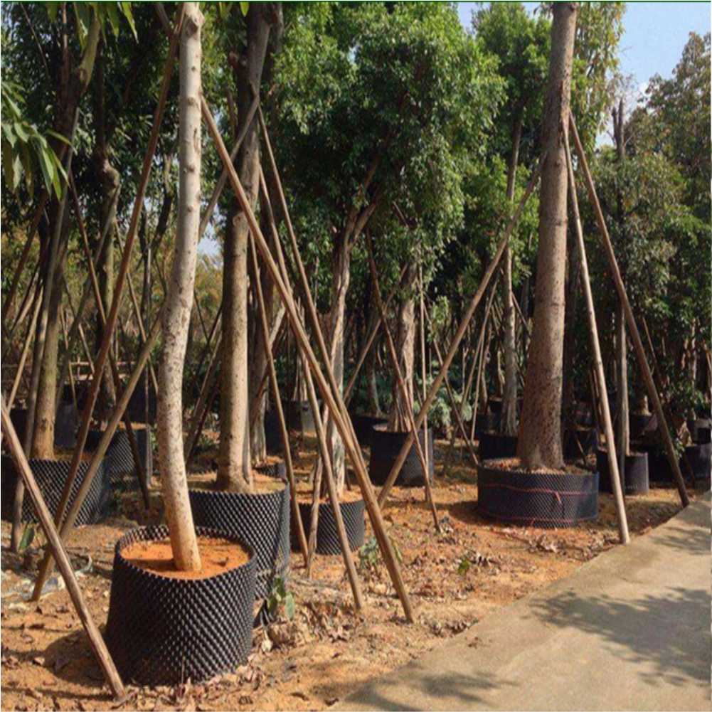 Grow Container Garden Tree Bon - Us Bonsai Garden avaliação e preço
