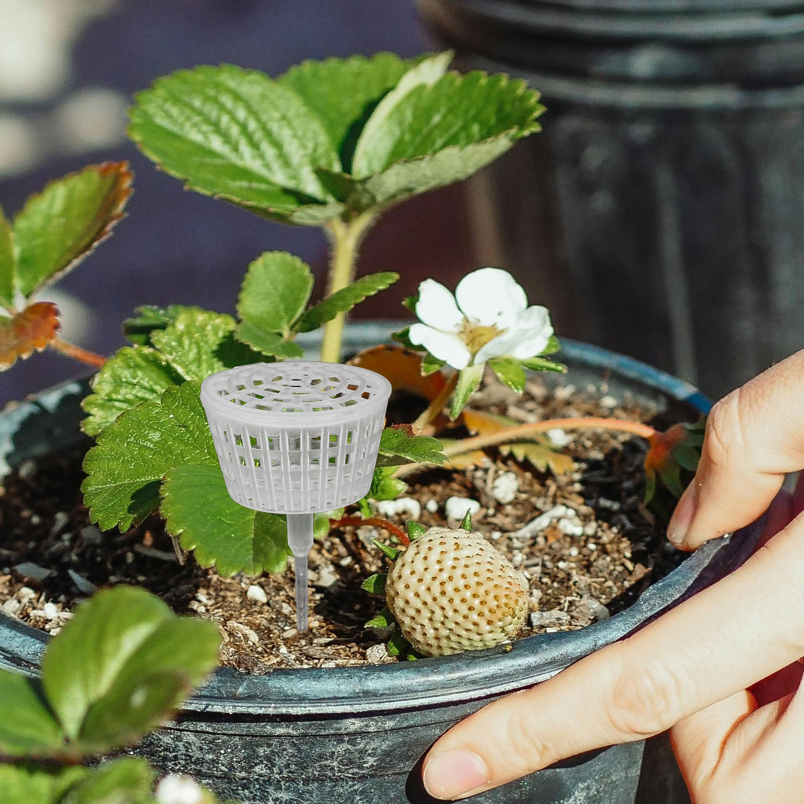 10Pcs Fertilizer Box Plastic L - Us Bonsai Garden avaliação e preço