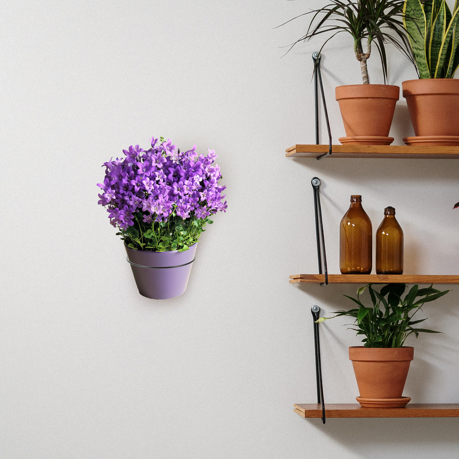 Iron Wall-Mounted Flowerpot Ra - Us Bonsai Garden avaliação e preço